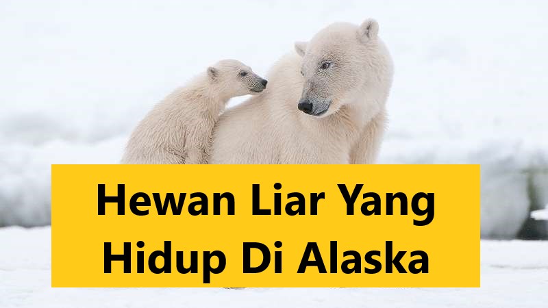 Hewan Liar Yang Hidup Di Alaska
