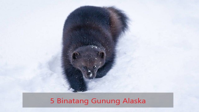 5 Binatang Gunung Alaska
